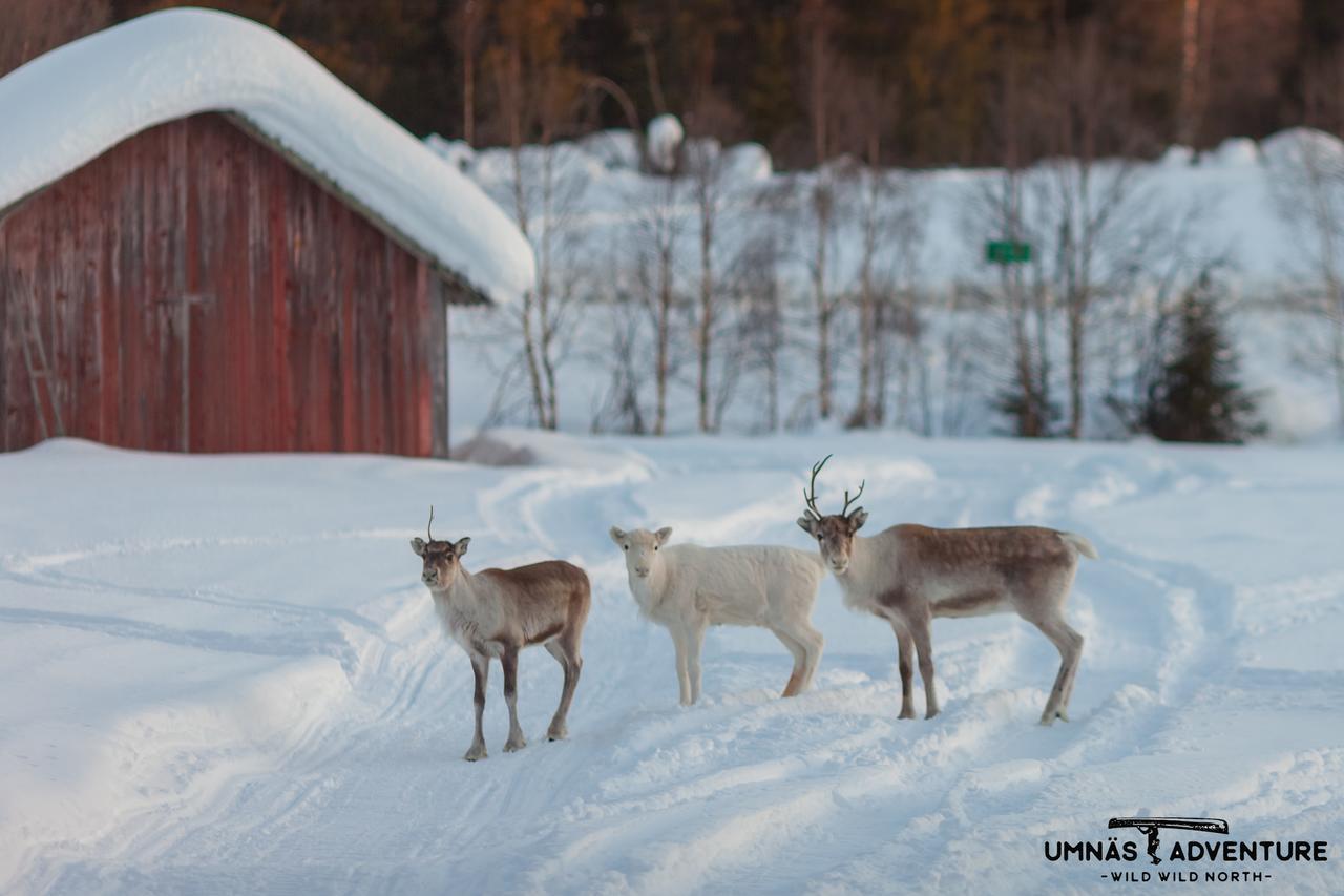 Umnas Adventure Hotel Storuman Eksteriør bilde